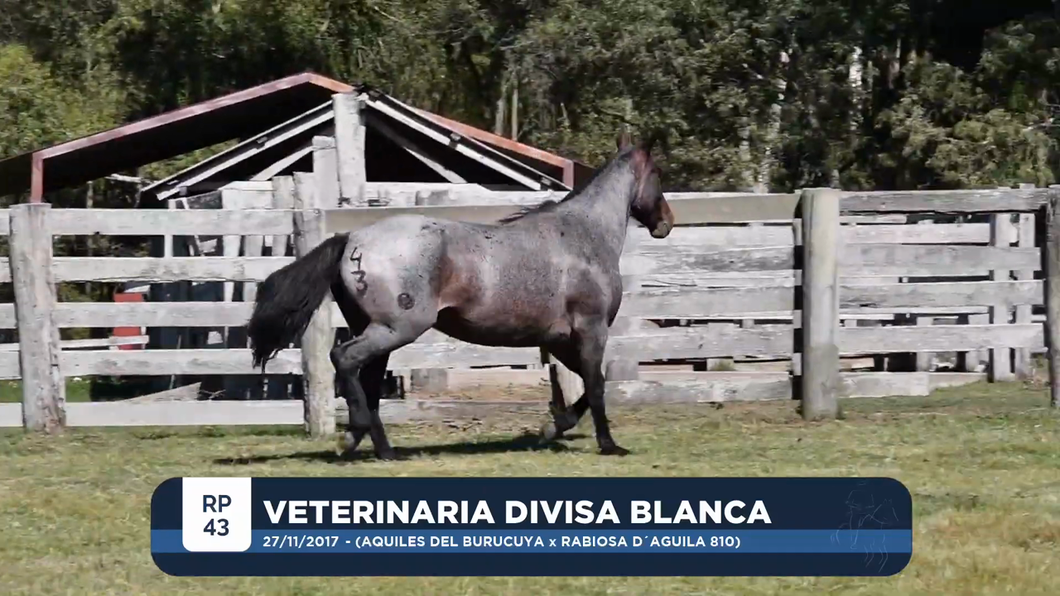 Lote VETERINARIA DIVISA BLANCA