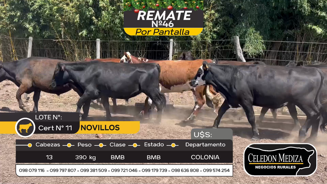 Lote 13 Novillos en Carmelo, Colonia