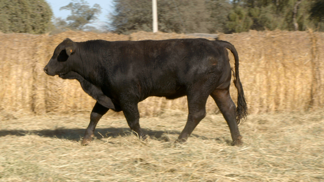 Lote TOROS Remate Nucleo Genbra