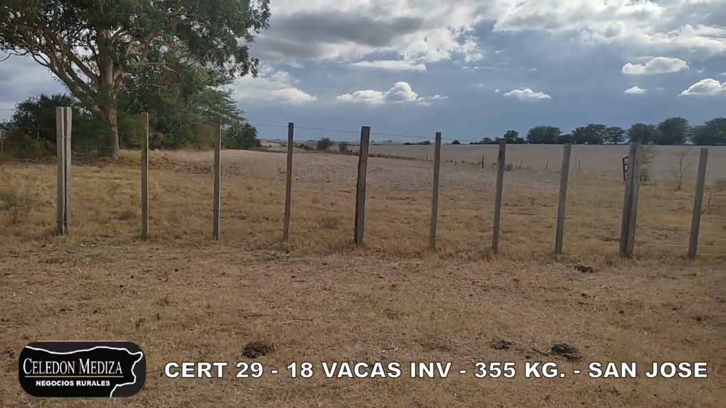 Lote 18 Vacas de Invernada en San José