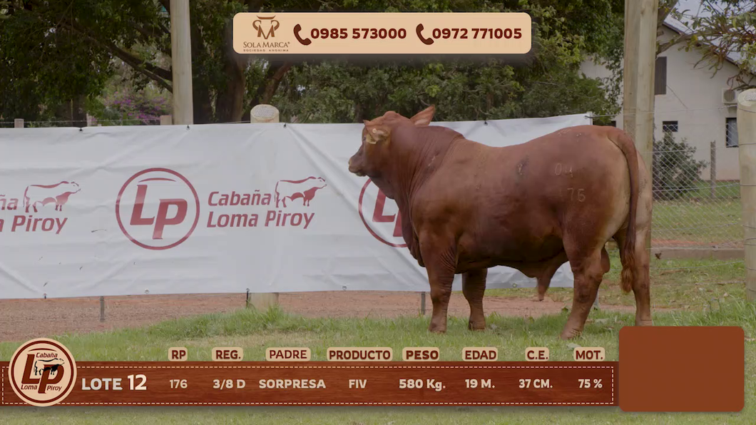 Lote MACHO