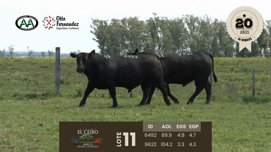 Lote 2 Toros a remate en Cabaña El Ceibo, Artigas