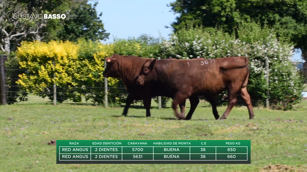 Lote 2 Toros a remate en Remate Cabaña San Jose, Cerro Largo