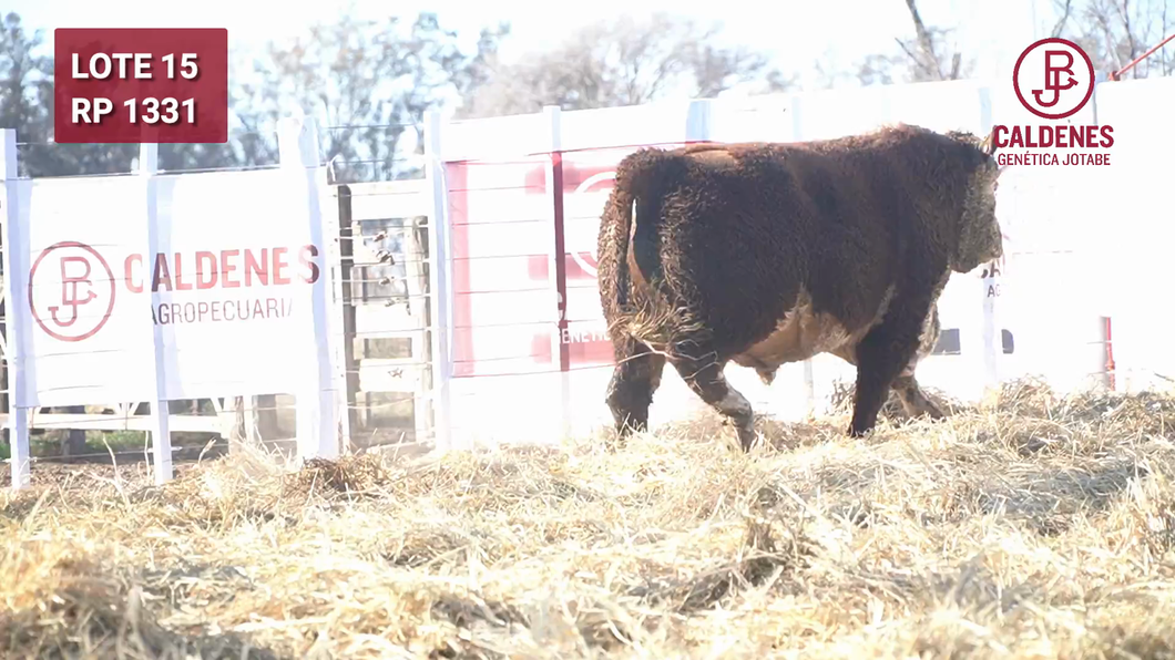 Lote Toro PR