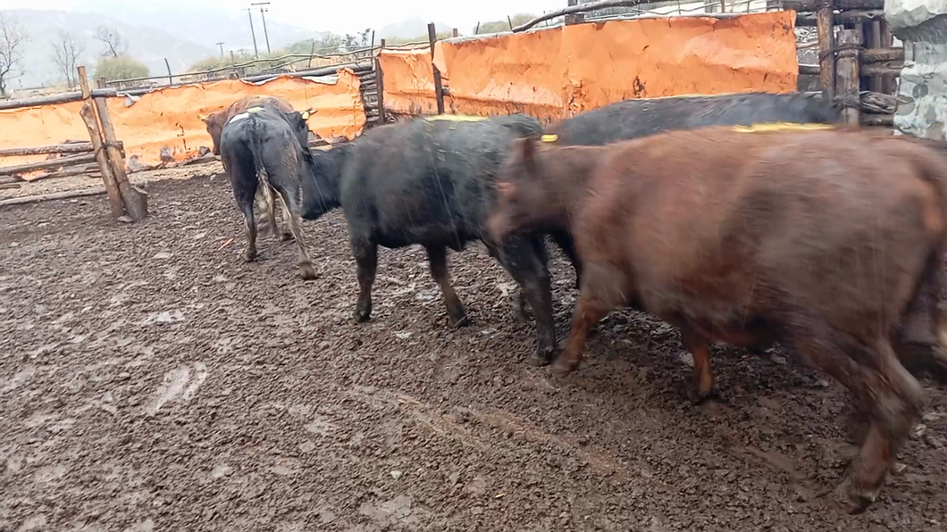 Lote 21 Vaquilla Gorda en Codegua, VI Región O-Higgins