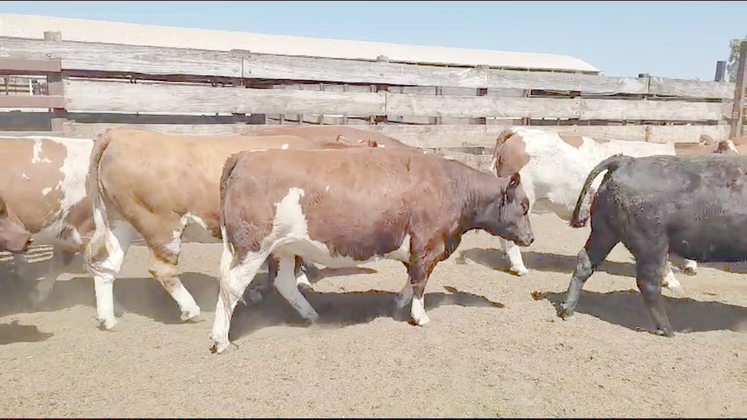 Lote 20 Vaquilla Gorda en Los Ángeles, VIII Región Biobío