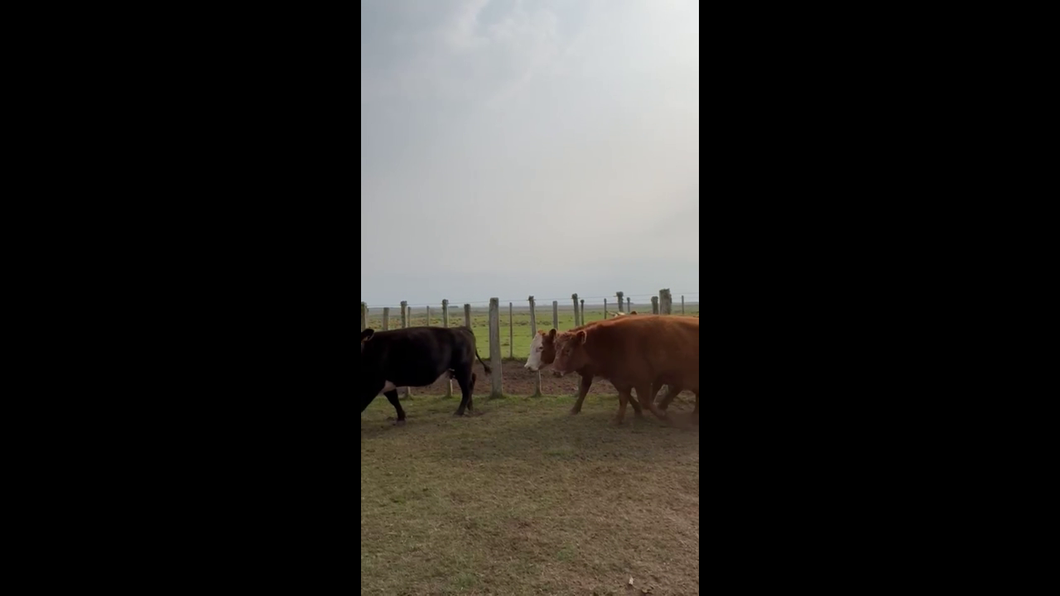 Lote 14 Vacas de Invernada 8 HE,  2 AA,  7 CRUZAS a remate en Pantalla Expo Salto - Daniel Medina 440kg -  en GUAVIYU DE ARAPEY. RUTA 4, 22 KM AL ESTE