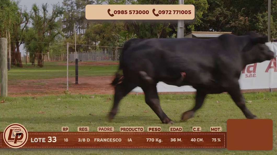 Lote MACHO