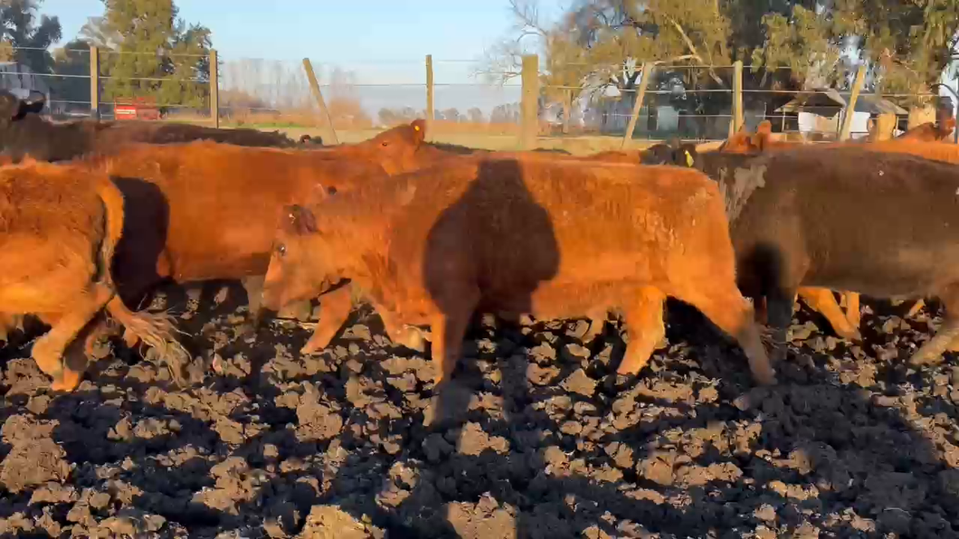 Lote 31 Vacas nuevas C/ gtia de preñez en Roque Pérez, Buenos Aires