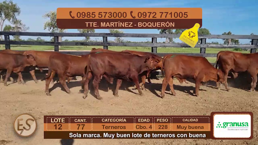 Lote (Vendido)77 Terneros Cbo 4 a remate en Feria Elite de Terneros Cbo 4 - DEL DUERO SA 228kg - , Boquerón