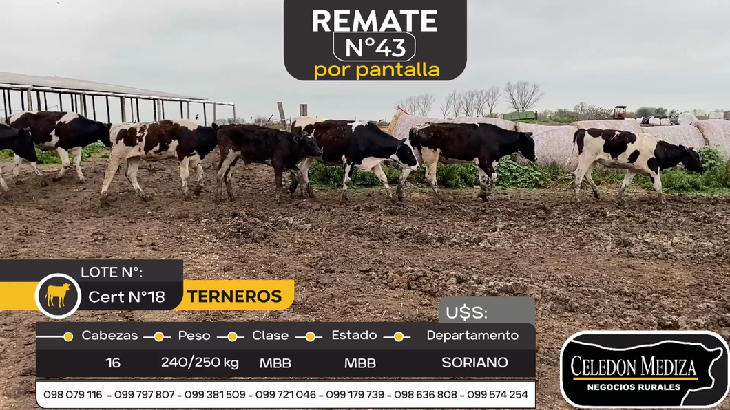 Lote 16 Terneros en Agraciada, Soriano