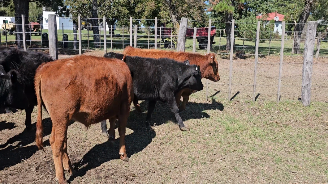 Lote 34 Terneros en Buenos Aires, Tandil