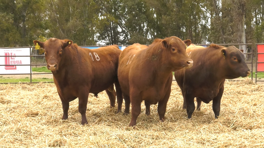 Lote TOROS ANGUS COLORADOS PC