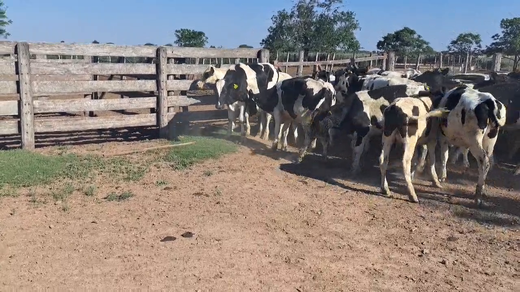 Lote 40 Terneros Holando Argentino en Hipatía, Santa Fe