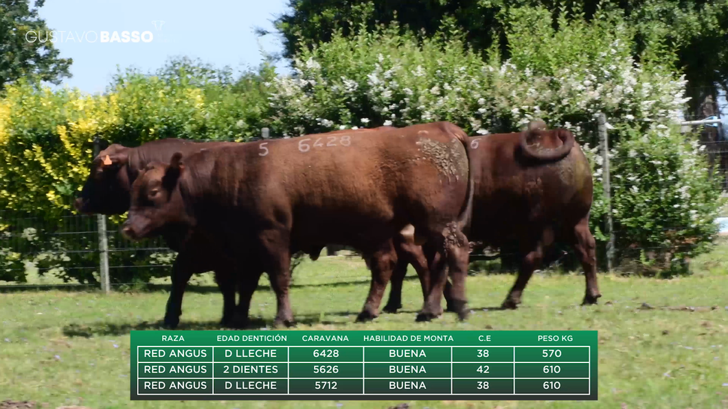 Lote 3 Toros a remate en Remate Cabaña San Jose, Cerro Largo