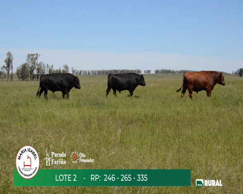 Lote TOROS PPI 2 y 3 AÑOS