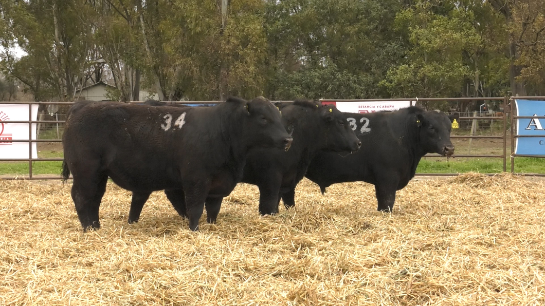 Lote TOROS ANGUS NEGROS PC