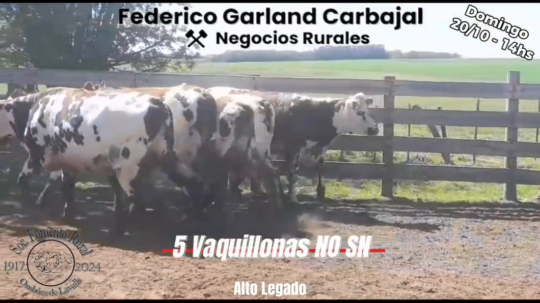 Lote 5 Vaquillonas 1 a 2 años NORMANDO a remate en Expo Ombues en OMBUES DE LAVALLE