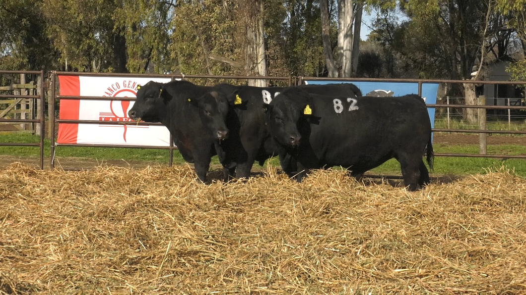 Lote TOROS ANGUS NEGROS PC