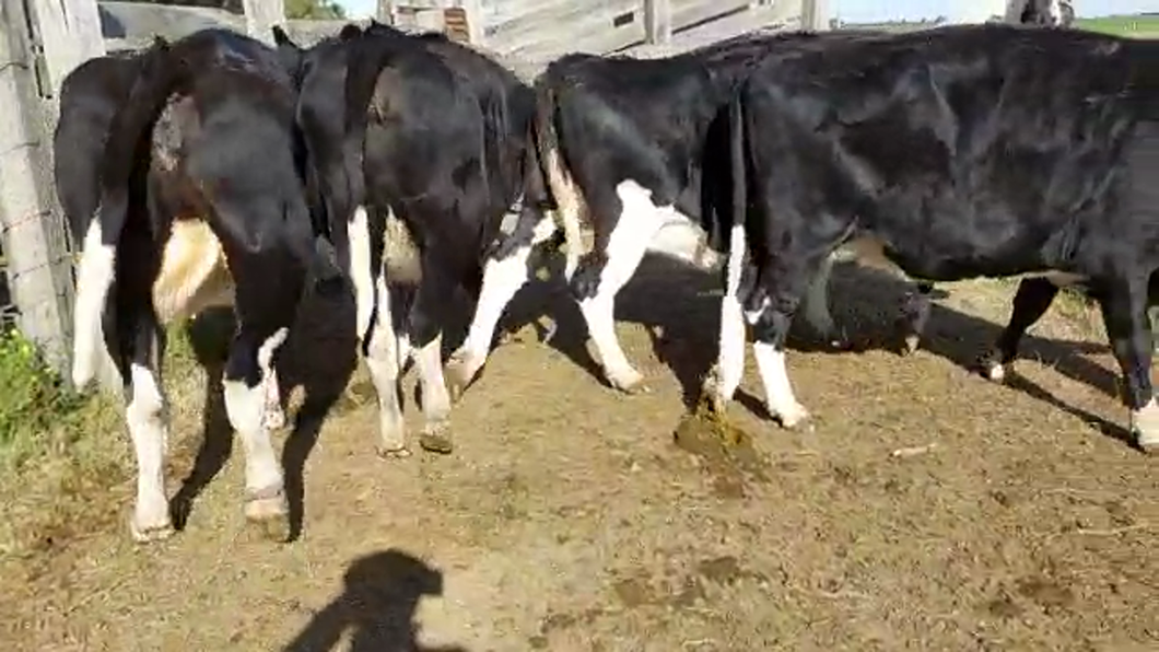 Lote 4 Vacas de Invernada HOLANDO a remate en PANTALLA CAMY 500kg - , San José