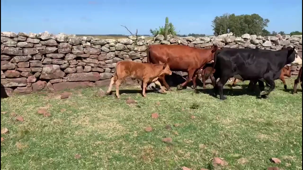 Lote PIEZAS DE CRIA