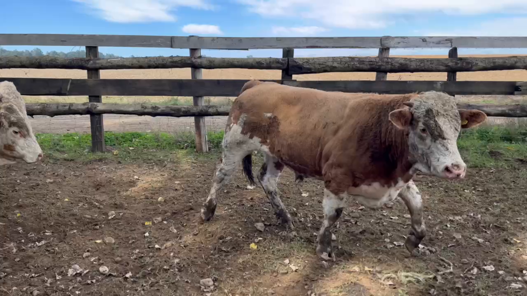 Lote 17 Novillo Gordo en Paillaco, XIV Región Los Ríos