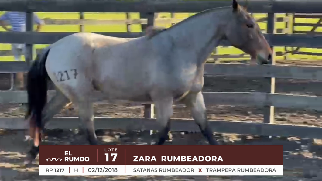 Lote ZARA RUMBEADORA