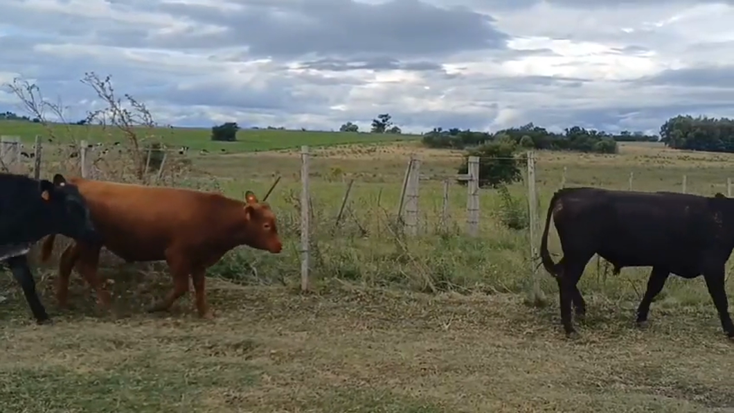 Lote 3 Terneros AA - RA - SH a remate en #42 Pantalla Carmelo  280kg -  en PUNTAS DEL PERDIDO