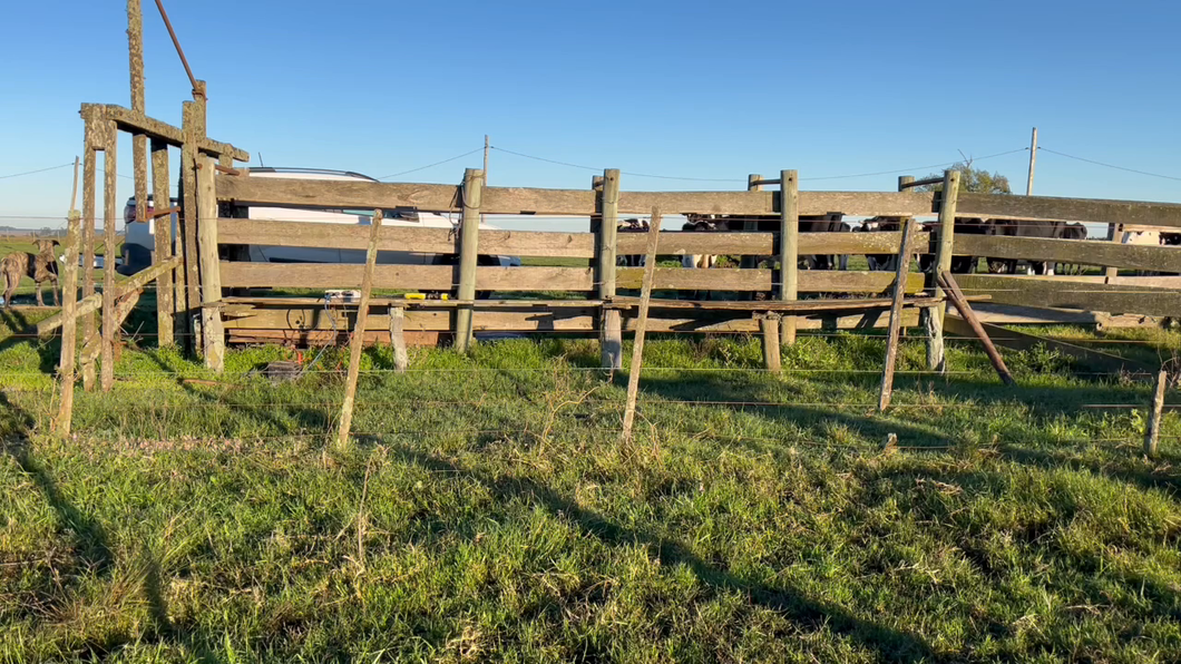 Lote TERNERAS