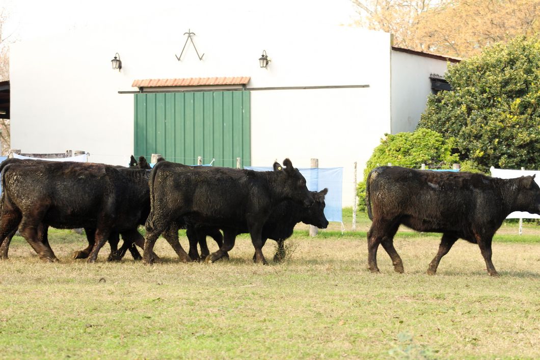 Lote CABAÑA “COEMBOTÁ” de Calderón: 10 VAQUILLAS MAS PREÑADAS