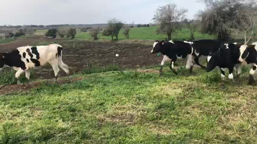 Lote 8 Terneros Holando a remate en Aniversario 115 Años - Camy 180kg -  en Colonia Alemana