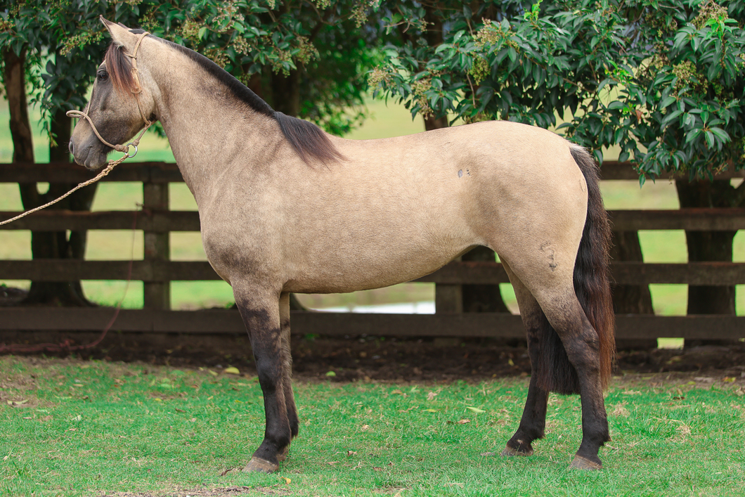 Lote Retranca Del Ombu