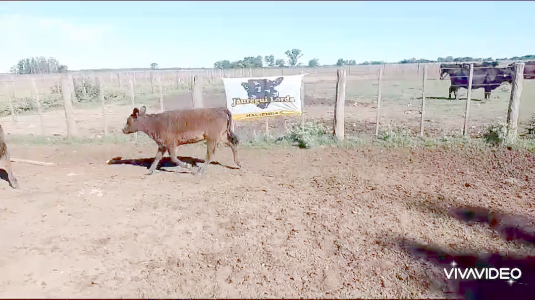 Lote 34 Terneras