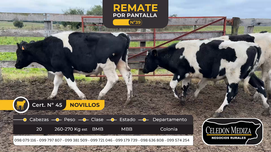 Lote 20 Novillos en Colonia