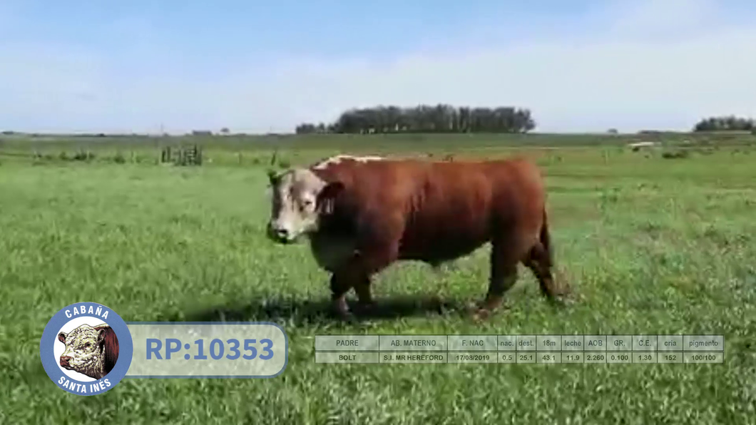 Lote POLLED HEREFORD