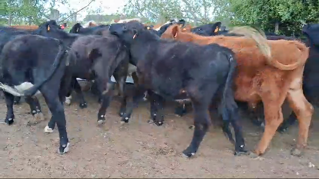 Lote 21 Novillos Angus y Hereford a remate en Pantalla Camy  en Raigon