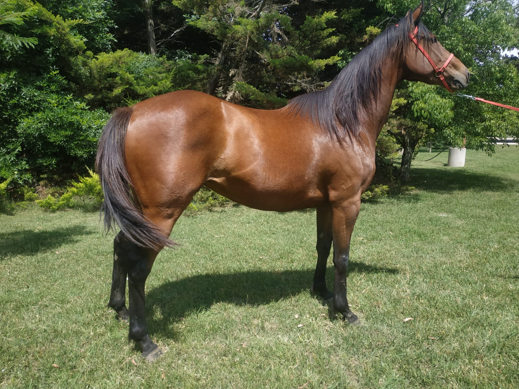 Lote Dancer Brooklyn