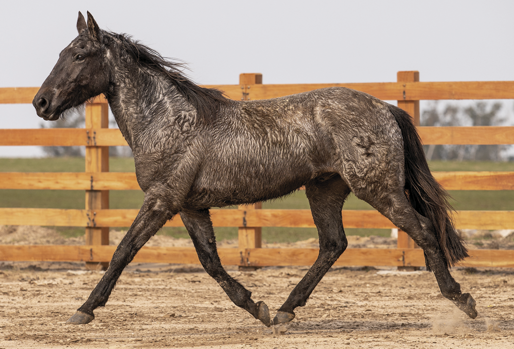 Lote VERDES MARES TORERO