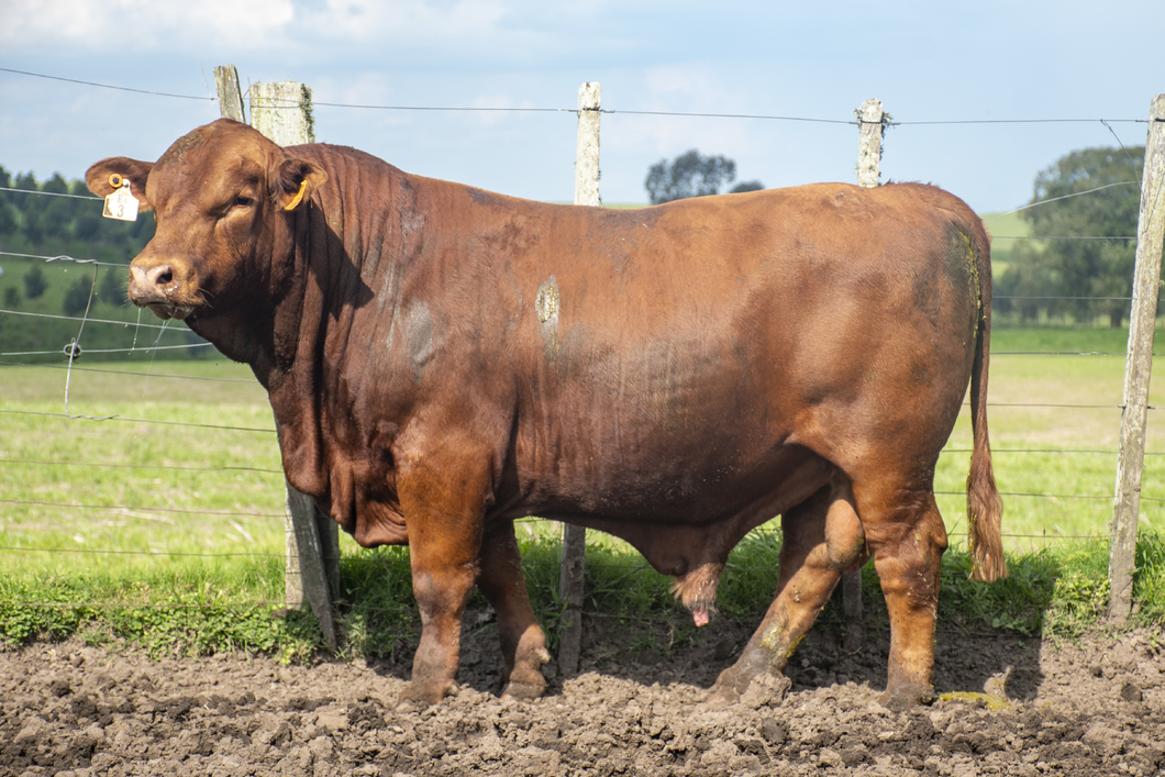 Lote Toros a remate en Nacional Brangus, Tacuarembó