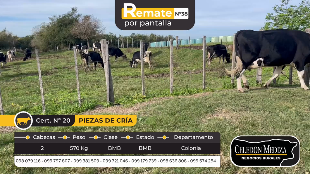 Lote 2 Piezas de cría en Otra Localidad, Colonia