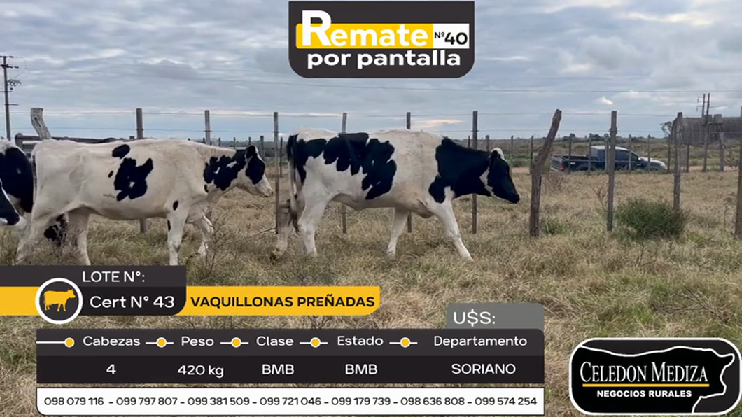 Lote 4 Vaquillonas preñadas en Agraciada, Soriano