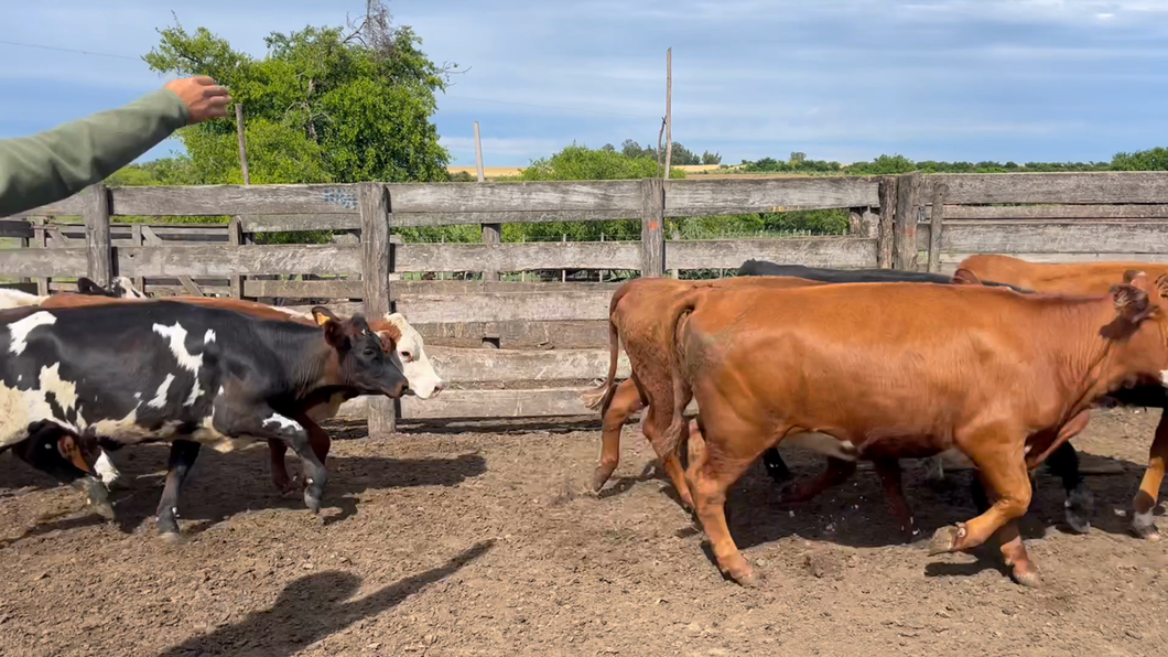 Lote VAQUILLONAS 1 a 2 AÑOS