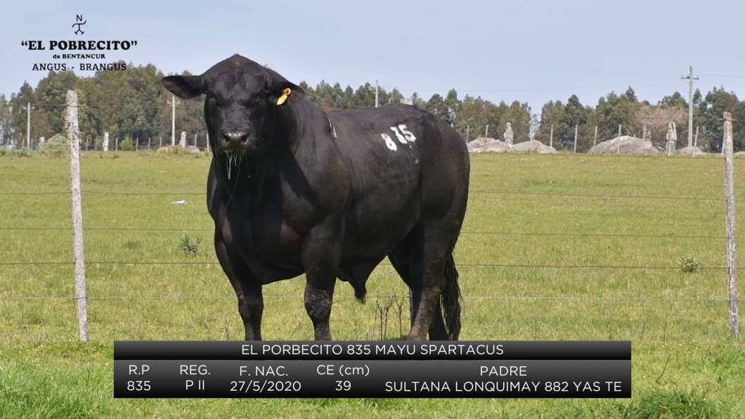 Lote Toros Brangus a remate en El Pobrecito, Durazno