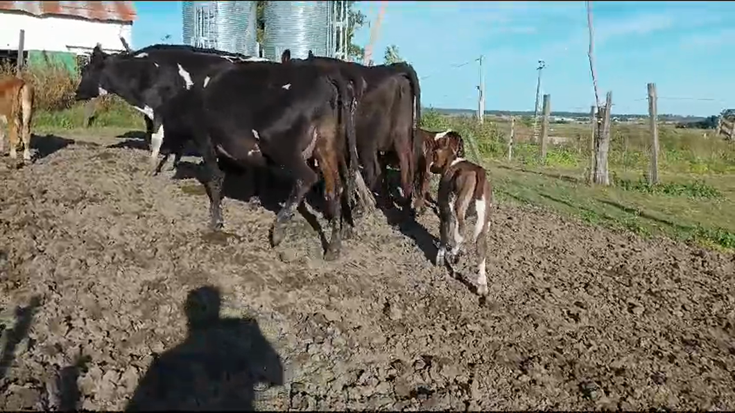 Lote 10 Piezas de cría a remate en Pantalla Camy  370kg -  en Libertad