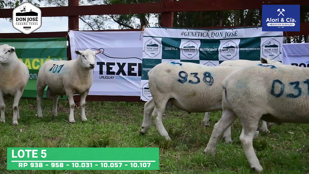 Lote 5 Carneros Texel a remate en Texel Don José 2022 en Tupambaé