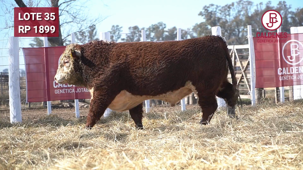 Lote Toro PR