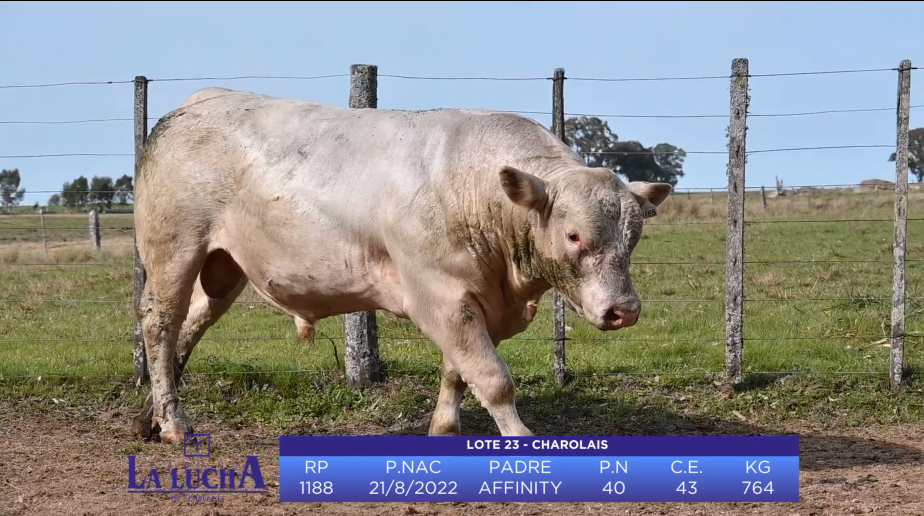 Lote TORO CHAROLAIS