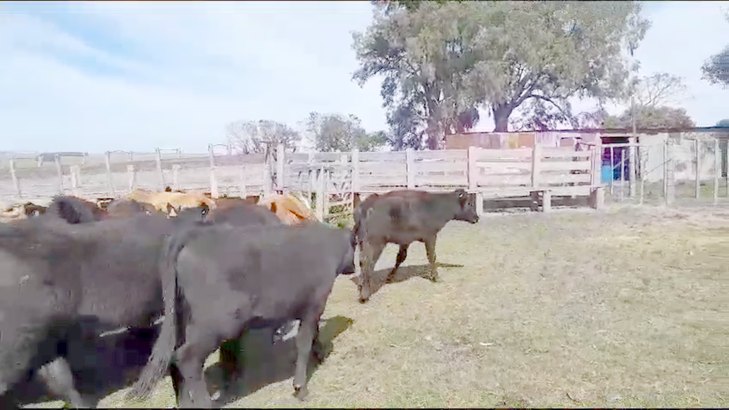 Lote 33 Vaquillonas  Angus a remate en Aniversario 115 Años - Camy en San Gregorio