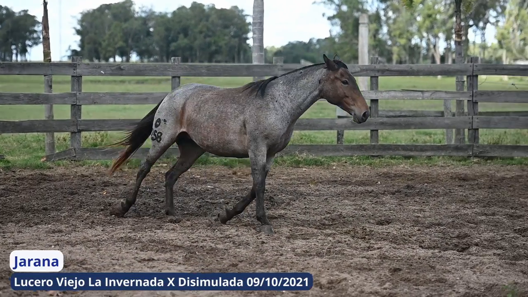 Lote Libertad