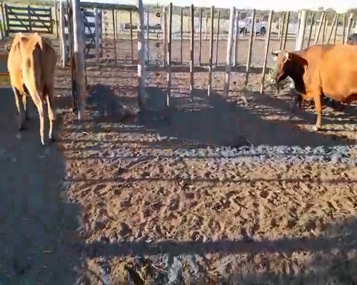 Lote 104 Vacas nuevas C/ gtia de preñez en Estación Raíces, Entre Ríos